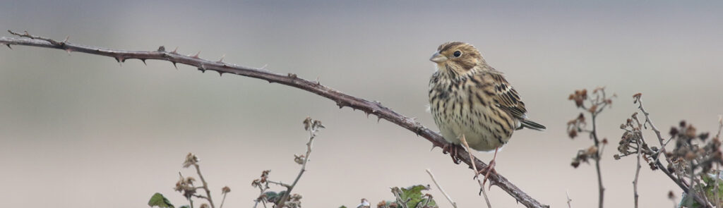 Corn Bunting