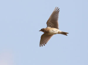 Eurasian Skylark, Alauda arvensis, farmland birds, Kent birding